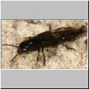 Quedius sp - Kurzfluegler 01a 11mm.jpg